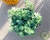 SUCULENTA SEDUM DASYPHYLLUM MAJOR POTE 11