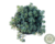 SUCULENTA SEDUM DASYPHYLLUM MAJOR POTE 11 na internet