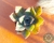 SUCULENTA GRAPTOVERIA DOUGLAS HUTH POTE 7