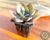 SUCULENTA GRAPTOVERIA DOUGLAS HUTH POTE 7 - comprar online