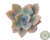SUCULENTA GRAPTOVERIA DOUGLAS HUTH POTE 7 - Paraíso das Suculentas I As mais lindas suculentas para sua coleção!