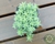 SEDUM LINEARE VARIEGATA POTE 7