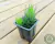 SUCULENTA HAWORTHIA COARCTATA X ATTENUATA POTE 7 - comprar online