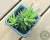 SUCULENTA HAWORTHIA COARCTATA X ATTENUATA POTE 7