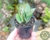 SUCULENTA KALANCHOE FEDTSCHENKOI F. COMPACTA POTE 6 - comprar online