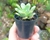 GRAPTOPETALUM FRUITICOSUM POTE 6 - comprar online