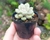 SUCULENTA GRAPTOPETALUM MENDONZAE POTE 6 - comprar online
