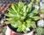 SUCULENTA ECHEVERIA STAR LIGHT POTE 9