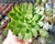 SUCULENTA ECHEVERIA STAR LIGHT POTE 9 - comprar online
