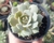ECHEVERIA LOLA POTE 9