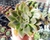 ECHEVERIA RUBRA POTE 9