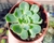 ECHEVERIA SITIFUKIAMA POTE 9