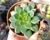 ECHEVERIA SAN LUIS POTE 9 - comprar online