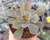 ECHEVERIA NEON BREAKERS POTE 9