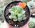 ECHEVERIA CUBIC FROST POTE 6