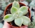 SUCULENTA ECHEVERIA FANTOME POTE 6 - loja online