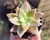 SUCULENTA GRAPTOVERIA INTI-PLATENSE POTE 6