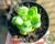 XCREMOSEDUM PEN AR RU POTE 6