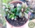 SUCULENTA ANACAMPSEROS TELEPHIASTRUM VARIEGATA POTE 9