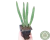 SUCULENTA STAPELIA LEENDERTZIAE POTE 7 - comprar online