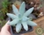 SUCULENTA PACHYPHYTUM WERDERMANII POTE 7