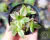 SUCULENTA CRASSULA VOLKENSI VARIEGATA "COLCHÃO DE NOIVA" POTE 6 - comprar online