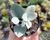 SUCULENTA KALANCHOE BRACTEATA "COLHER DE PRATA" POTE 6