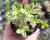 SUCULENTA CRASSULA VOLKENSI VARIEGATA "COLCHÃO DE NOIVA" POTE 6