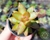SUCULENTA SEDUM NUSSBAUMERIANUM POTE 6