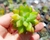 SUCULENTA SEDUM CUSPIDATUM PLUG