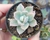 SUCULENTA ECHEVERIA ALBICANS VARIEGATA POTE 6