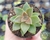 SUCULENTA SEDUM EBRACTEATUM POTE 6