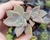 GRAPTOVERIA VICTOR KEANE POTE 6