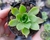AEONIUM SIMSII POTE 6
