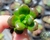 SUCULENTA SEDUM LUCIDUM OBESUM PLUG