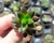 SUCULENTA SEDUM HERNANDEZII "XSEDEVERIA JET BEADS" PLUG