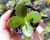 CRASSULA OVATA "JADE" POTE 6
