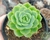 ECHEVERIA LIME N'CHILE POTE 9