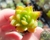 ECHEVERIA CHAMPAGNE PLUG