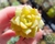 ECHEVERIA BEN BADIS PLUG