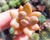 PACHYVERIA ROSE CROWN PLUG
