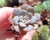 ECHEVERIA GRAZIELA PLUG