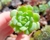 SUCULENTA ECHEVERIA DORETTE PLUG