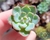 ECHEVERIA LARA PLUG