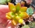 SEDUM ADOLPHI FIRE STORM PLUG