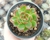 ECHEVERIA MEXICAN POLDENSIS POTE 9