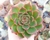 ECHEVERIA SAN LUIS POTE 9