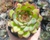 ECHEVERIA FLAMENCO POTE 9