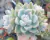 ECHEVERIA ALBICANS VARIEGATA POTE 9