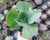 ECHEVERIA GIBBIFLORA MISS SOPHIE POTE 11 (FICA GIGANTE)